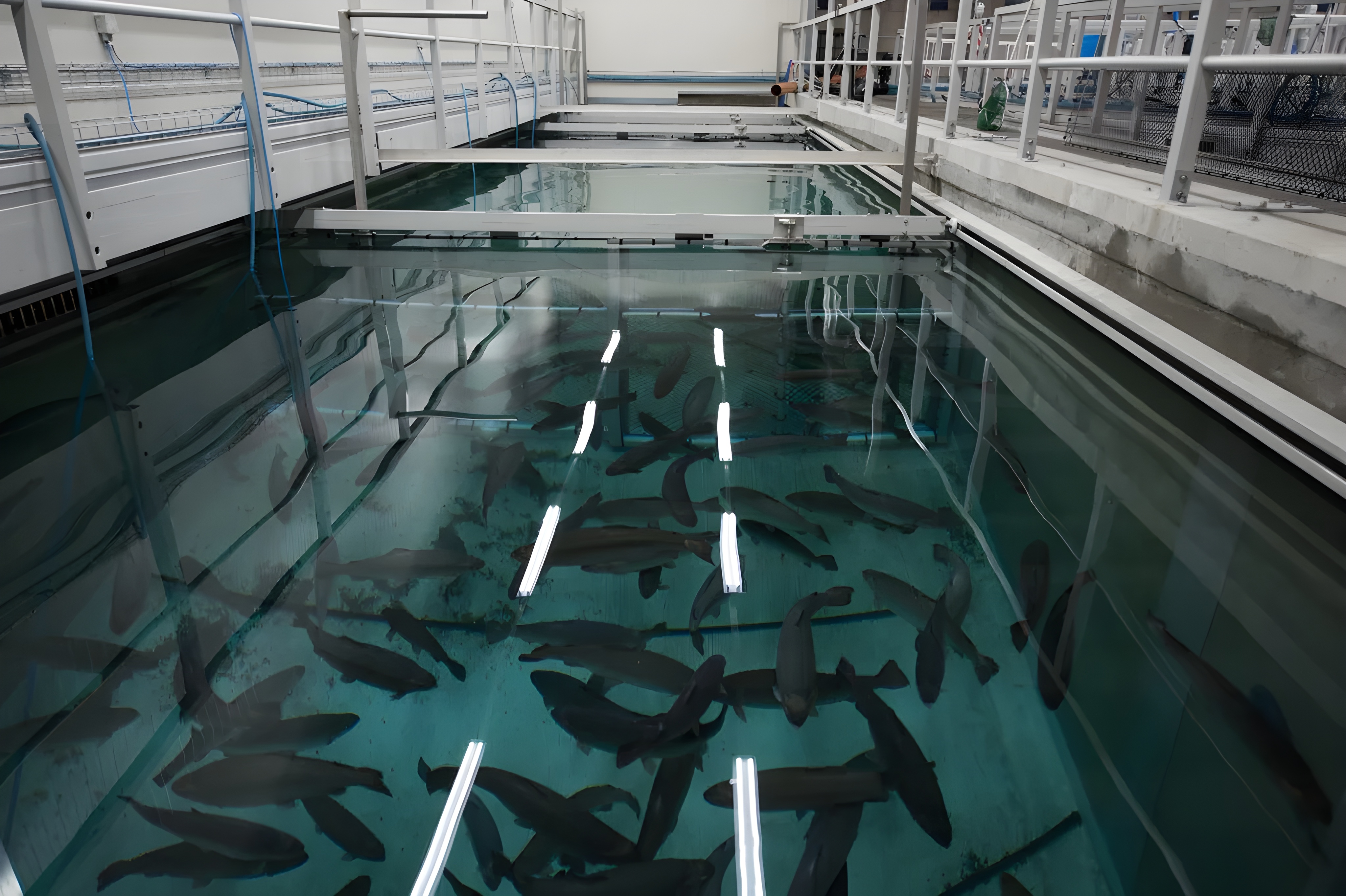Aquaculture Ecosystem