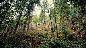 Forest Ecosystem