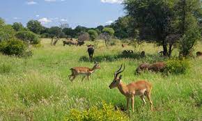 Grassland Ecosystem