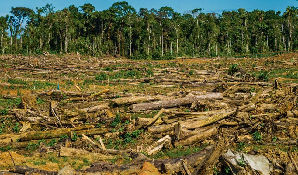 Deforestation